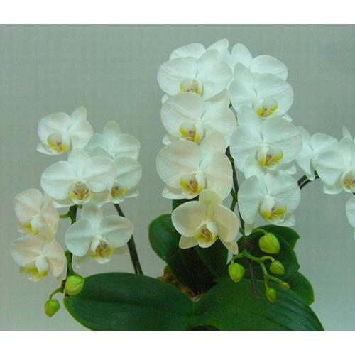 ���~�j�Ӓ����i���RF�j���䋟���E�������E�@���ȂǂɁE�E�E���s���{��悩�炨�͂����܂��B3