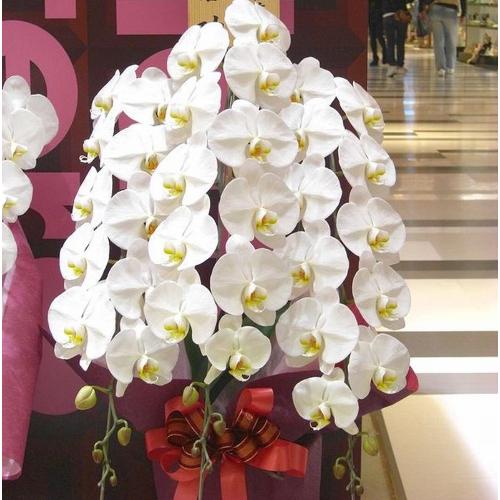���Ӓ����i���RF�j�����s���{��擖�X��蒚�J�ɒ��ڂ��͂����܂��B��j�����E�J�X�j���E���N�j���E���z���j���E�V�z�j���E�a������