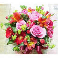 ���Z���ԃs���N�n�̃A�����W���a�����E���l�̓��E�����L�O���E����E���ʂɂ��E�E���s���{��悩�炨�͂����܂��B