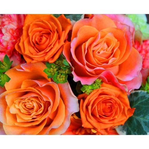 ����ς��K�N�I�yLe Rose(�� ���[�[�jM �I�����W�z4