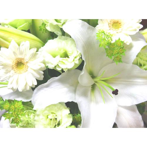 ���炩�Ȕ��������u�������A�������[�v�z���C�gR08ARW2