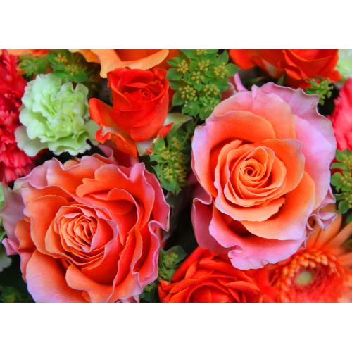 ����ς�o���I�yLe Rose(�� ���[�[�j�k �I�����W�z2
