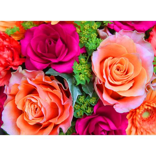 ����ς�o���I�yLe Rose(�� ���[�[�j�k �r�r�b�h�z2