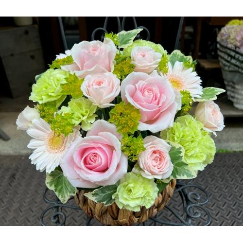 ����ς��K�N�I�yLe Rose(�� ���[�[�j�k �p�X�e���z