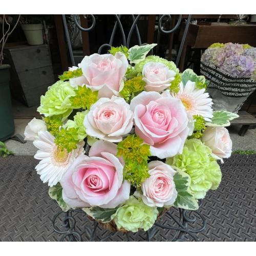 ����ς��K�N�I�yLe Rose(�� ���[�[�j�k �p�X�e���z5