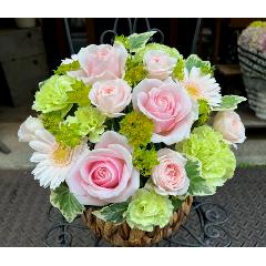 ����ς��K�N�I�yLe Rose(�� ���[�[�j�k �p�X�e���z