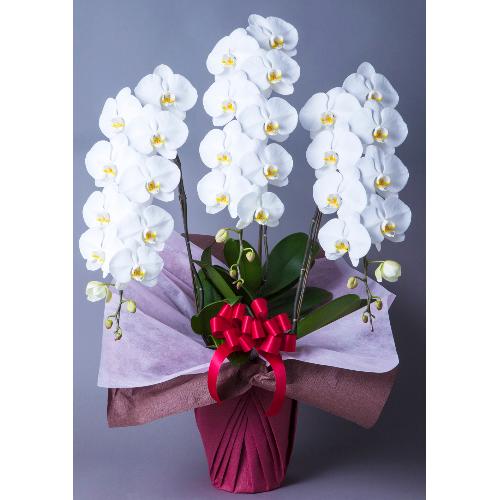 �Ӓ����i�R�`���E�����E�����傤���j�@�R�{�����@��