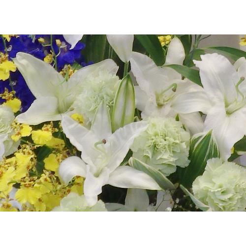 �Ăɂ҂�����̃A�����W�ł��������E�J�[�l�[�V�����E�I���V�W���[���̓������A�����W�����g�ł��B2