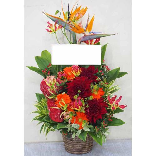 �X�g�����`�A���|�C���g�̃r�^�~���J���[�A�����W��