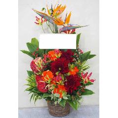 �X�g�����`�A���|�C���g�̃r�^�~���J���[�A�����W��