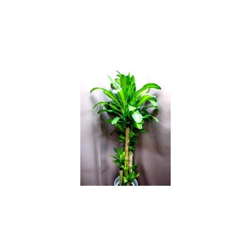���X�̊J�X�@�������̊J�݂ȂǂɍK���̖؁@�J�S�t��