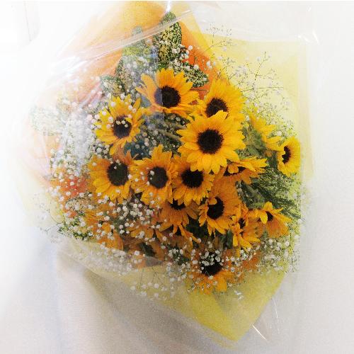 ���\��E���t��ɂ��I�X�X�������Ђ܂�������������ԑ��usunflower�v4