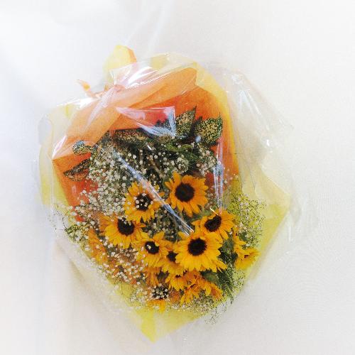���\��E���t��ɂ��I�X�X�������Ђ܂�������������ԑ��usunflower�v5