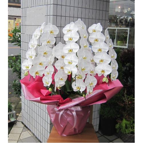 ��ց@���Ӓ����@�r�N�g���[�z���C�g�@�T�{���@45�`50�֑O��