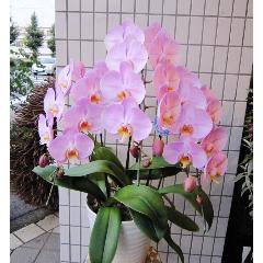 ��ց@�Ӓ����@�s���N�}���Z�C���Ȃǃs���N�n�@30�֑O��