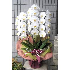 ���Ӓ����@�R�{���@�r�N�g���[�z���C�g�@36�`40�֑O��