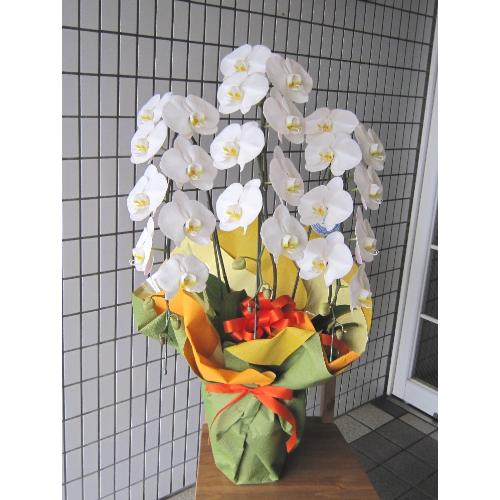 ���Ӓ����@�R�{���@�r�N�g���[�z���C�g�@27�֑O��
