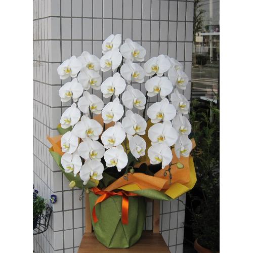 ���Ӓ����@�R�{���@�r�N�g���[�z���C�g�@36�ց`39�֑O��