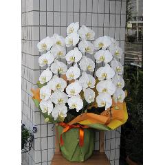 ���Ӓ����@�R�{���@�r�N�g���[�z���C�g�@36�ց`39�֑O��