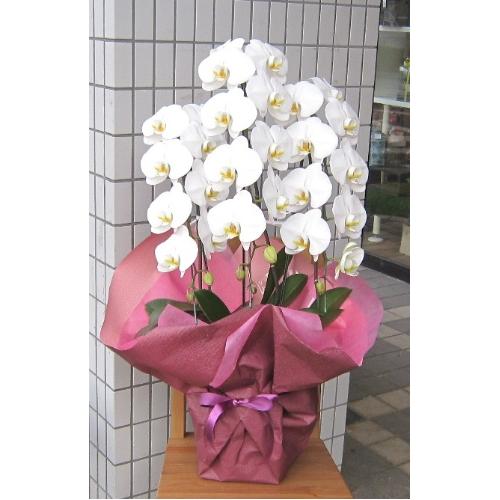 ���Ӓ����@�r�N�g���[ �z���C�g�iVICTORY WHITE)�@�R�{���@27�ֈȏ�