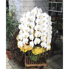 ���Ӓ����@�R�{���@�r�N�g���[�z���C�g�@50�֑O��