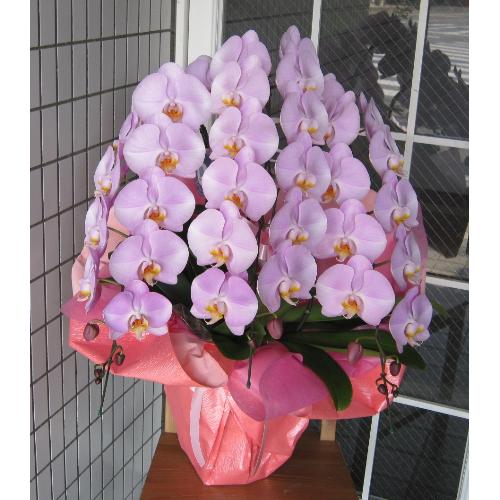 ��ց@�Ӓ����@�s���N�}���Z�C���Ȃǁ@36�`39�֑O��