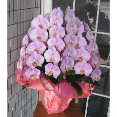 ��ց@�Ӓ����@�s���N�}���Z�C���Ȃǁ@36�`39�֑O��