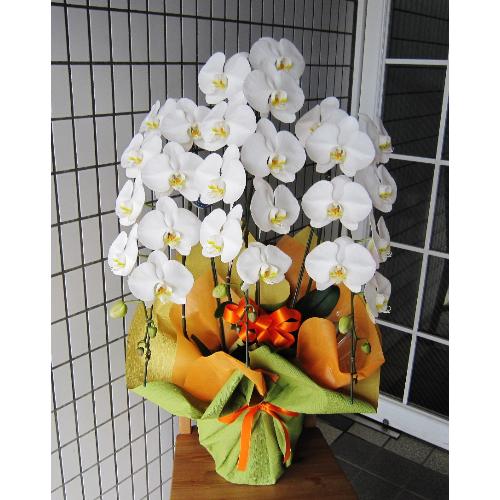 ���Ӓ����@�R�{���@�r�N�g���[�z���C�g�@30�`33�֑O��