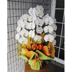 ���Ӓ����@�R�{���@�r�N�g���[�z���C�g�@30�`33�֑O��