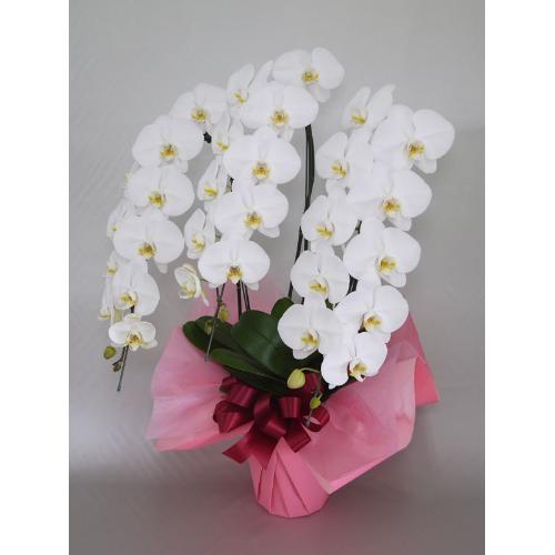 ���Ӓ����@�R�{���@�r�N�g���[�z���C�g�@36�ց`39�֑O��