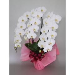 ���Ӓ����@�R�{���@�r�N�g���[�z���C�g�@36�ց`39�֑O��