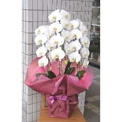 ���Ӓ����@�R�{���@�r�N�g���[�z���C�g�@30�`33�֑O��
