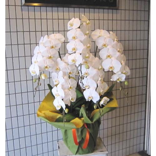 �Ӓ����@��֌n�@���@�T�{���@50�`55�֑O��