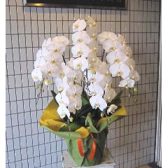 �Ӓ����@��֌n�@���@�T�{���@50�`55�֑O��