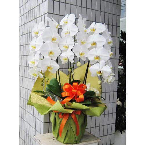 ���Ӓ����@�R�{���@�r�N�g���[�z���C�g�@�R6�ֈȏ�