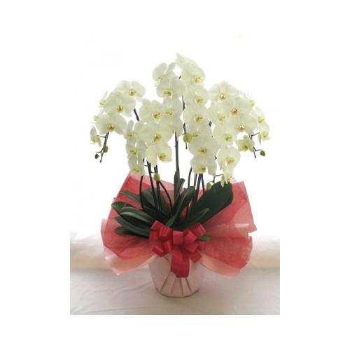 �Ӓ����@��֌n�@���@�T�{���@50�ց`55�֑O��