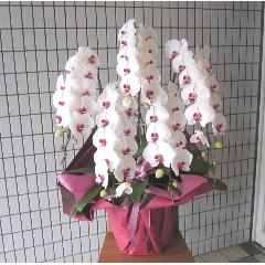 ��֌Ӓ����@���ԁ@�T�{���@70�ց`80�֑O��