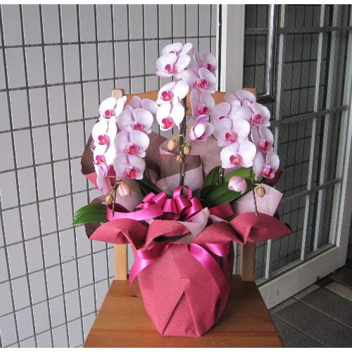 �s���N�n�@�~�f�B�[�Ӓ����@�@�R�{��