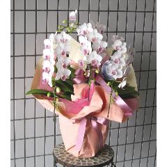 �~�f�B�[�@�Ӓ����@���C���s���N���֌n�@�R�{��