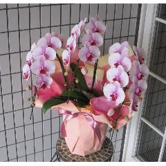�s���N�n�@�~�f�B�[�Ӓ����@�@�R�{��