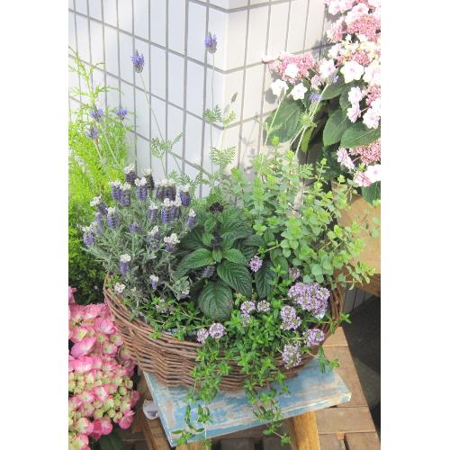 jardinet -�W�����f�B�l�[�@���̏����Ȃ���2