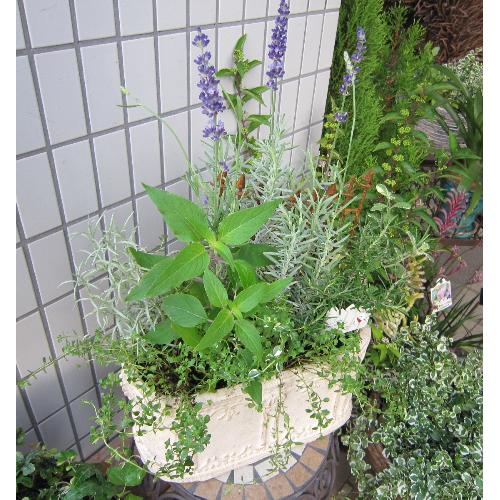 jardinet -�W�����f�B�l�[�@���̏����Ȃ���2