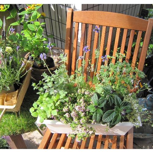 jardinet -�W�����f�B�l�[�@���̏����Ȃ���3
