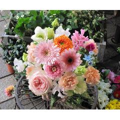 pieno di colore (�s�G�m �f�B�@�R���[���j