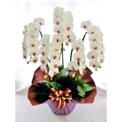 ��֌Ӓ����@���ԁ@5�{���@55�`60�֑O��