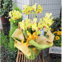 ���܂��� ���������F�I�����W�`�O���[���n�@���`���֌Ӓ����@�T�{��