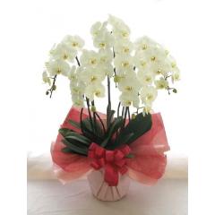 �Ӓ����@��֌n�@���@�T�{���@50�`55�֑O��