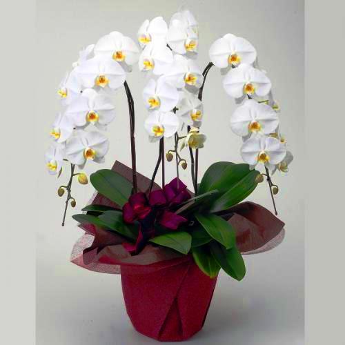 �Ӓ����i�z���C�g�j�y�n�C�O���[�h�z