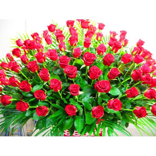 �v���~�A���E���[�Y�i�q�d�c�j2