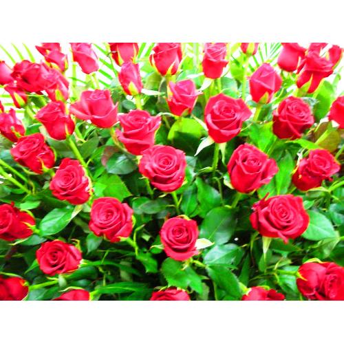 �v���~�A���E���[�Y�i�q�d�c�j3